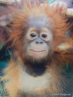 Obrázek z Pohlednice 3D 16cm - orangutan (25) 